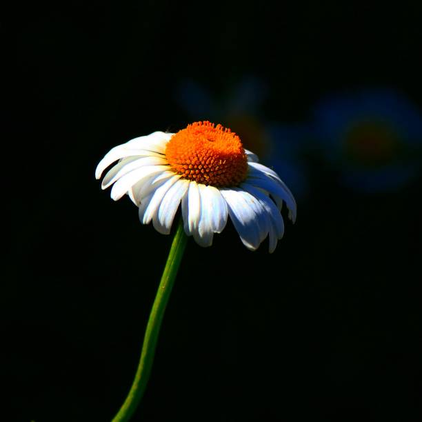 daisy sun - flower single flower zen like lotus imagens e fotografias de stock