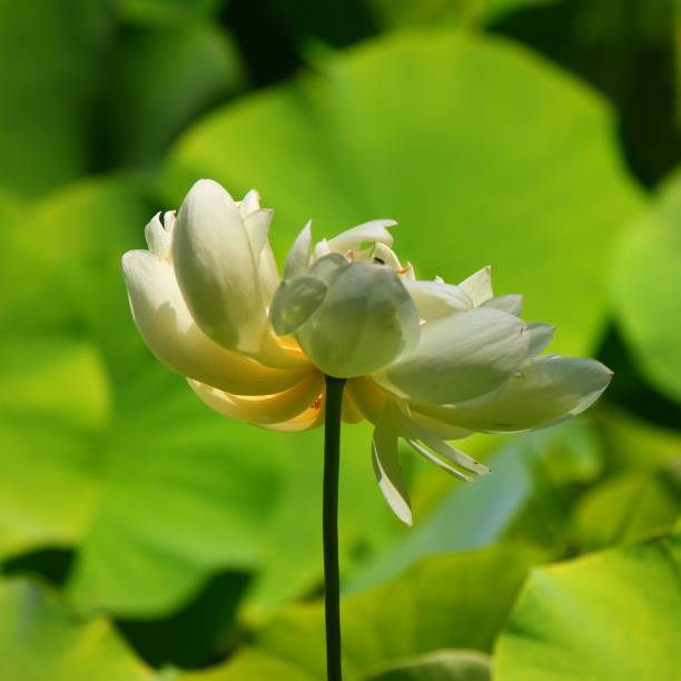 sob as camadas - flower single flower zen like lotus - fotografias e filmes do acervo