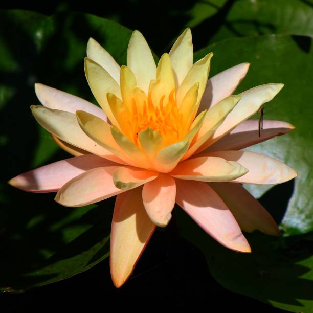 ombre du lotus - zen like single flower lotus water lily photos et images de collection