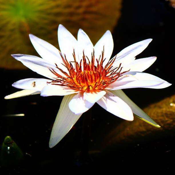 paix de lotus - zen like single flower lotus water lily photos et images de collection