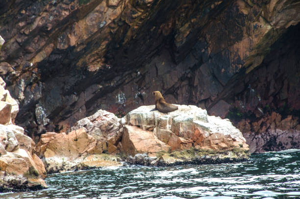 istock Paracas National Park in Peru 879383130