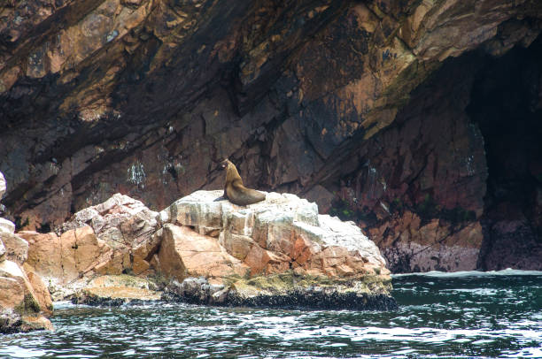 istock Paracas National Park in Peru 879383182