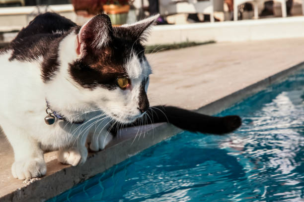  Le chaton se tient près de la piscine