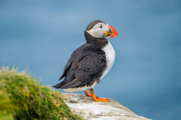 istock North Atlantic puffins at Faroe island Mykines 879383352
