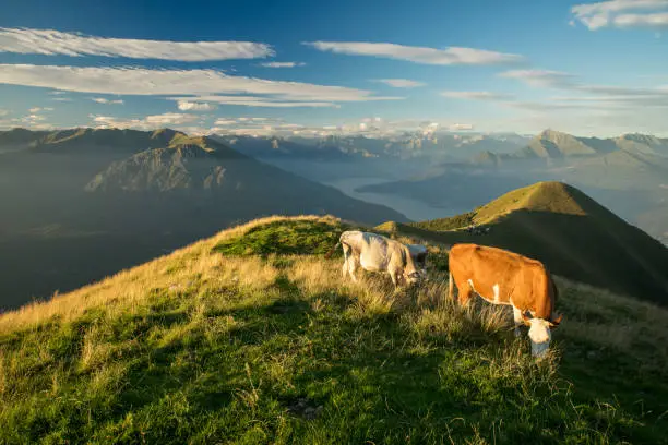 The pasture in the mountains. Cows grazing on the hills. Italy, Como lake.