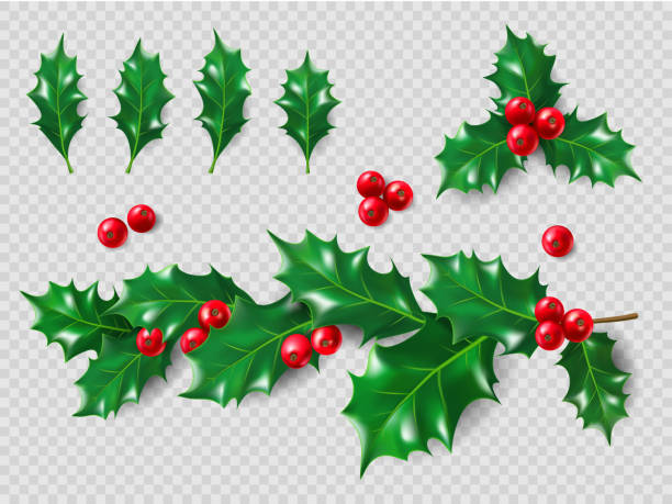 ilustrações de stock, clip art, desenhos animados e ícones de holly set. realistic leaves, branch, red berries. christmas and new year decorations. 3d illustration for your layout design - mistletoe