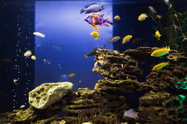 istock Colored fish swimming in an aquarium. Sea creatures. Abstract background 879385744