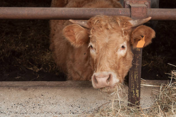 istock brown cow eating in cowshed 879385950