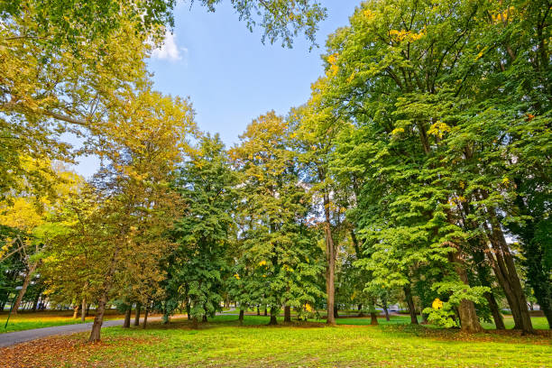 istock Autumn trees in the park 879391370