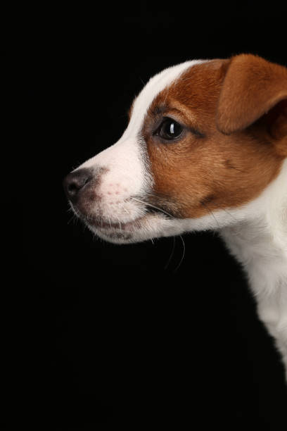 istock Head of the puppy in profile. Black background 879393794