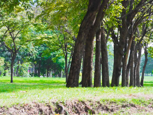 istock Natural landscape forest with the tree and green background. 879393894