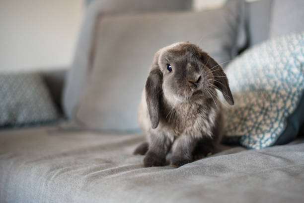 CUTE BUNNY ON THE SOFA CUTE BUNNY ON THE SOFA rabbit animal stock pictures, royalty-free photos & images