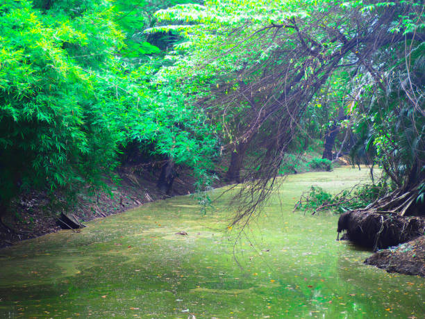 istock Natural landscape forest with the tree and green background. 879402722