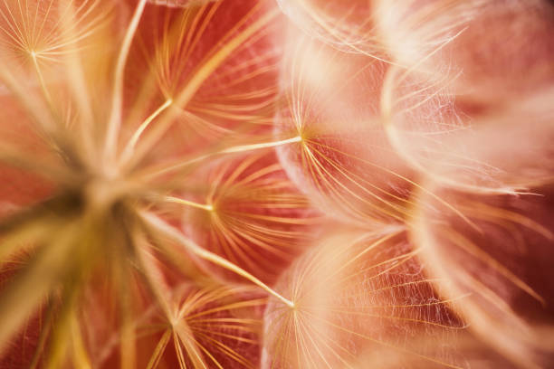istock Abstract macro photo of a dandelion on red background. 879428034
