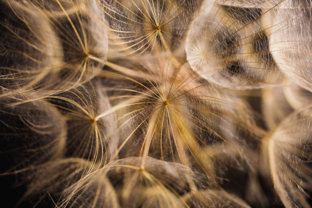 istock Abstract macro photo of a dandelion on black background. 879430726