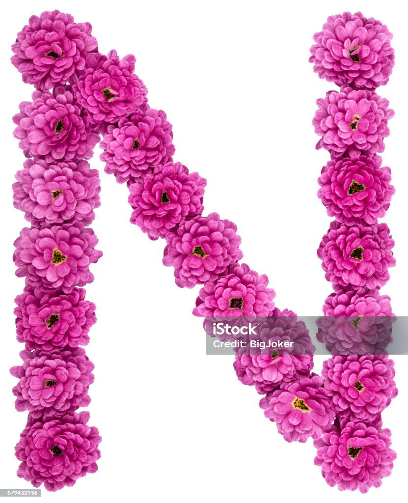 Letter N Alphabet From Flowers Of Chrysanthemum Isolated On White ...