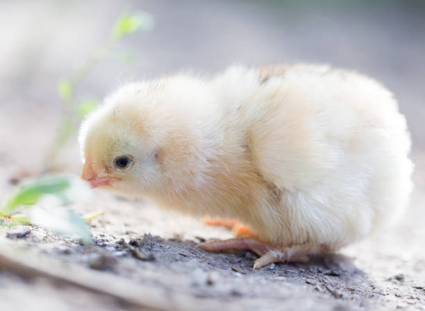 istock little chicken on the nature 879433510