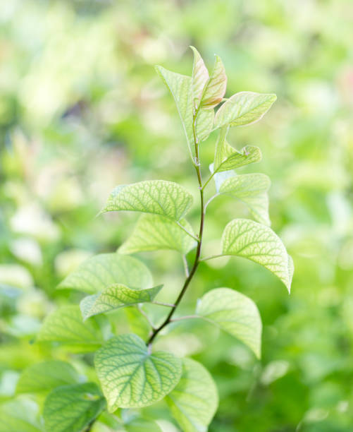 istock Beautiful branch of a tree in nature 879438480