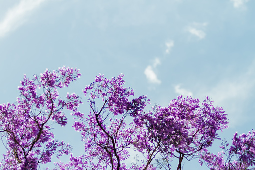 Jacaranda branches with purple flowers against blue sky with clouds