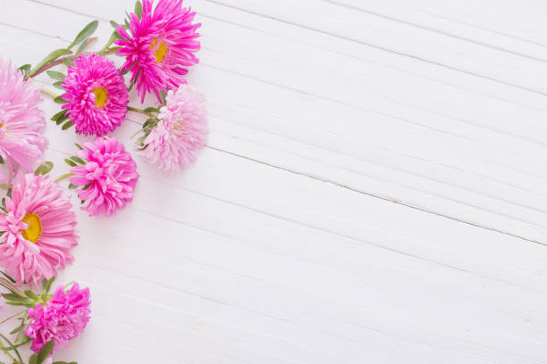 istock asters on white wooden background 879441722