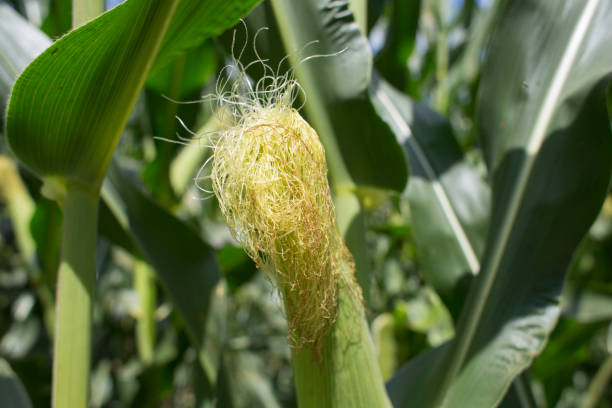 istock Indiana corn growing under summer skies. 879444270
