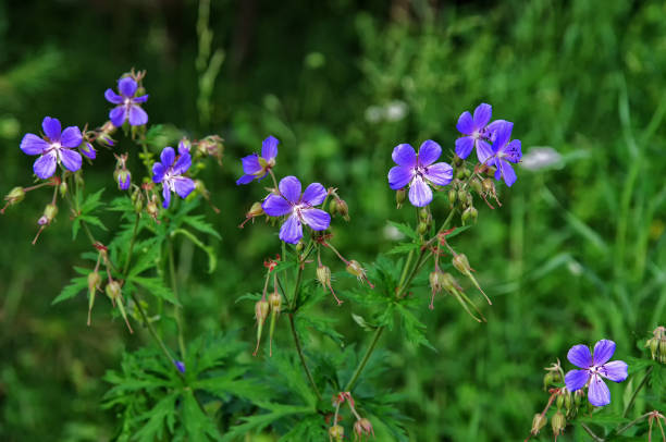 istock wild flowers in the summer forest 879444340
