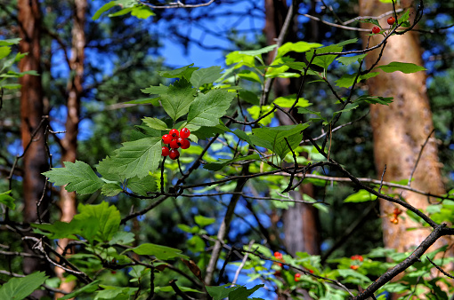hawthorn berries in autumn forest