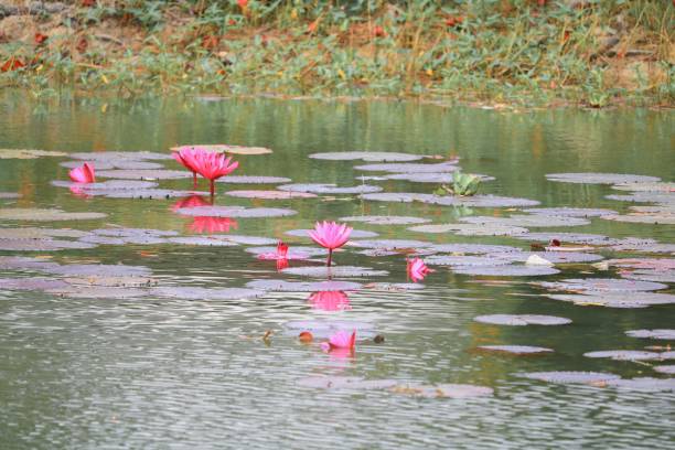 istock Lotus lilly pink on water beautiful 879444496