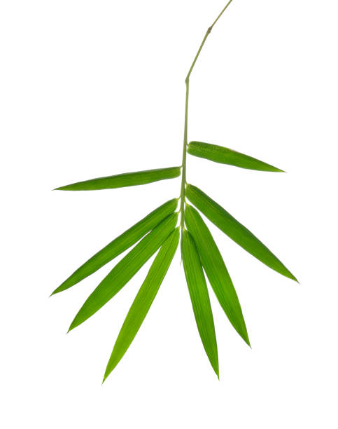 istock bamboo leaves isolated on white background 879444788