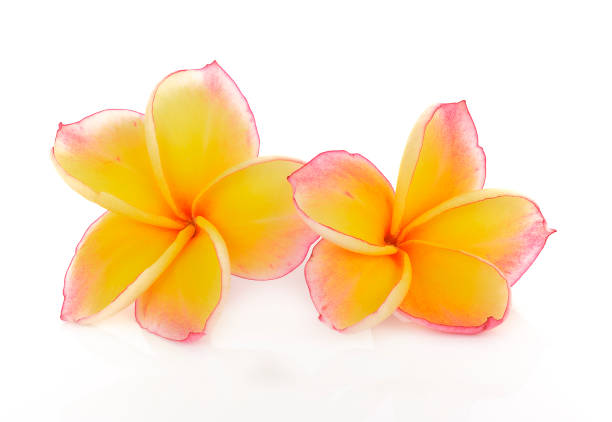 istock plumeria rubra flower isolated on White background 879444862