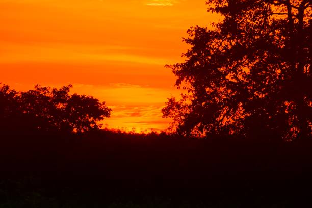 istock sunset beautiful colorful landscape and silhouette tree in sky twilight time 879445082