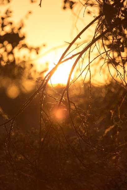 istock a beautiful sunset on a background of trees 879445086