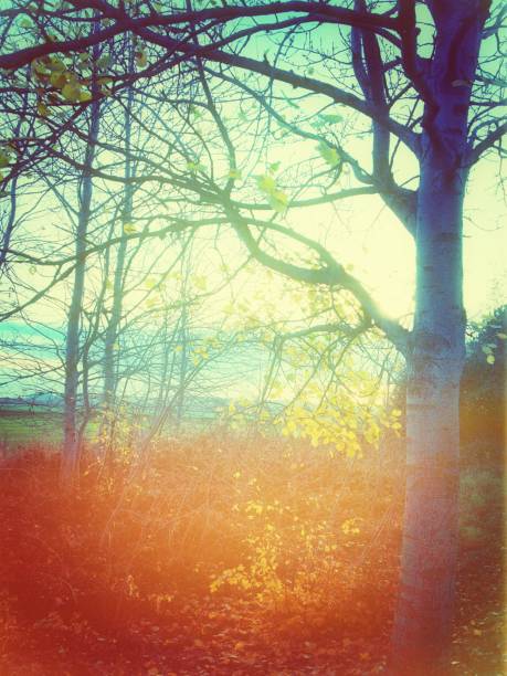 istock Filtered dreamlike landscape 879445094