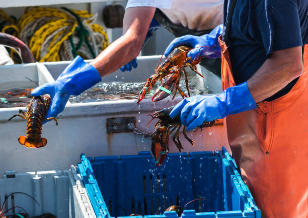 vivent les homards maine qui est triée sur un bateau de pêche - maine photos et images de collection