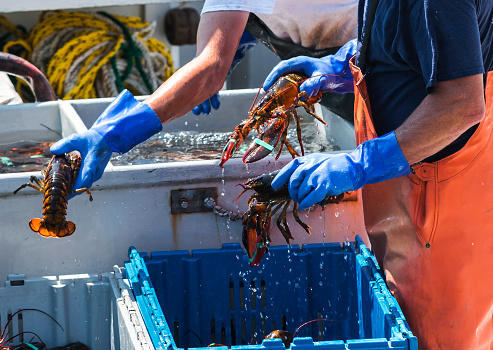 Alive Fresh Lobster on a white background