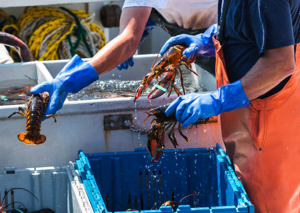 Live Maine Lobsters being sorted on a fishing boat Maine lobsters being sorted into bins to be sold while still on the lobster fishing boat. lobster seafood photos stock pictures, royalty-free photos & images