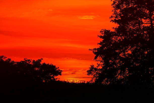 istock sunset beautiful colorful landscape and silhouette tree in sky twilight time 879454640