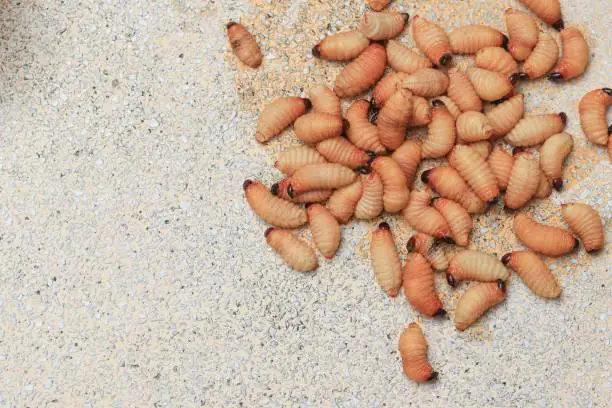 Photo of Sago beetle or worm palm weevil red  motion on table polished stone (Rhynchophorus ferrugineus) Popular food larva Southern Thailand