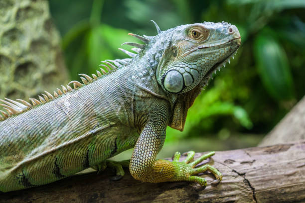 istock Beautiful Iguana lizard portrait on blurred background 879456998
