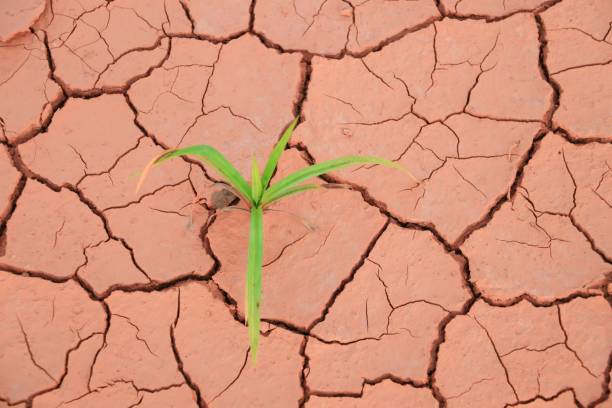 istock Seedling grass growing trough dry soil crack 879457036