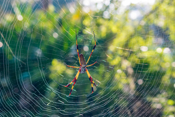 istock giant spider in its web on an early summer morning in central florida 879463600