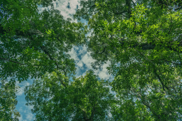 istock looking up at the blue sky through green leafy tree branches on a summer afternoon 879465956