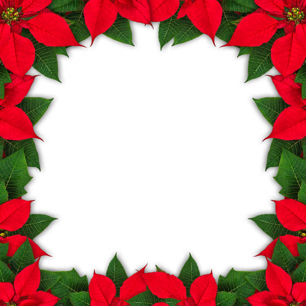istock Poinsettia flower frame 879468786