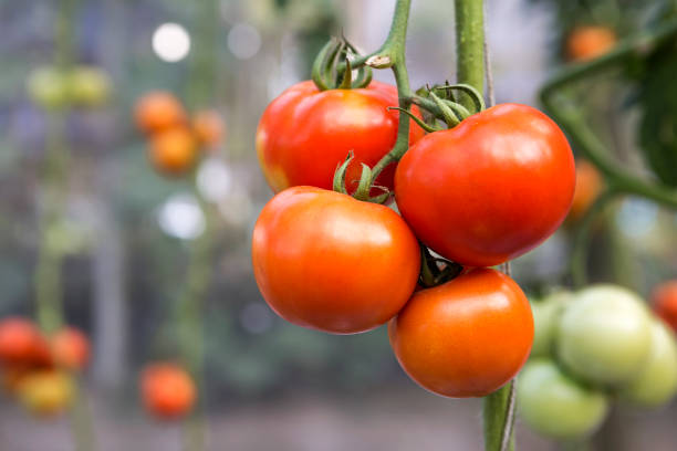 istock Closeup fresh healthy tomato 879473954