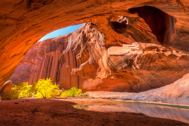 Golden Cathedral The red sandstone domed ceiling of Golden Cathedral in Neon Canyon has two arch potholes, with Yellow Cottonwood trees in Autumn, in Grand Staircase Escalante National Monument, Utah escalante stock pictures, royalty-free photos & images