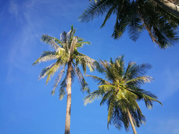 istock Summer nature scene, Tropical plants, Coconut palm trees on blue sky background. 879481724