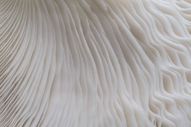 istock background macro of Sajor-caju Mushroom plants 879489316