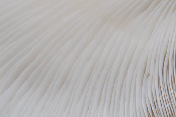 istock background macro of Sajor-caju Mushroom plants 879489388