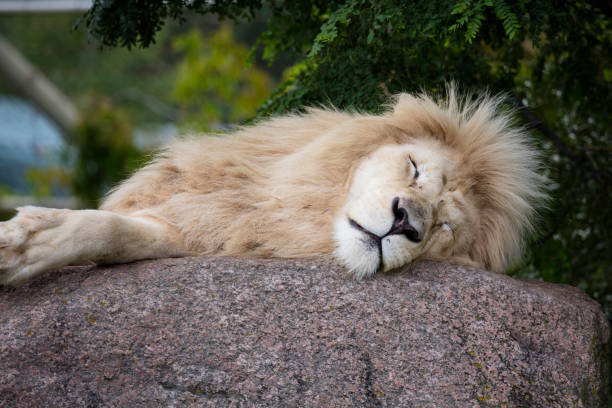 White Lion on a lazy summer day, resting.