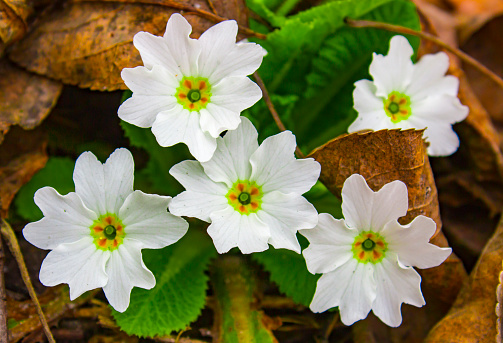 Primrose, a flower that blooms in early spring, and has a varied color of petals close up